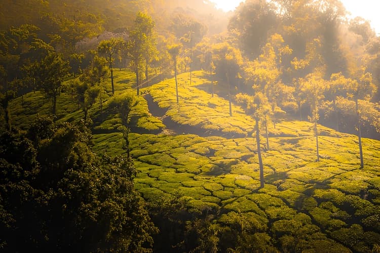Mysore and coorg