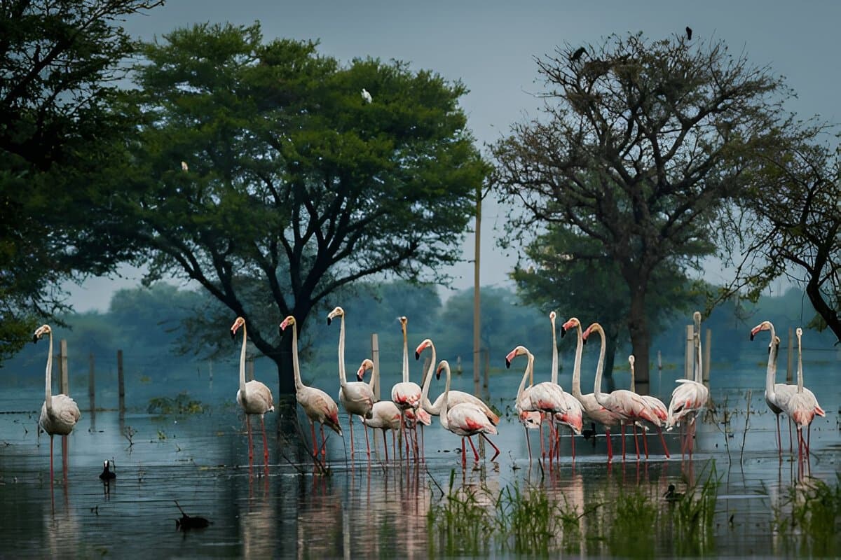 Adventurous Ranthambore and Bharatpur 