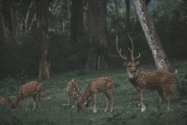 ooty
