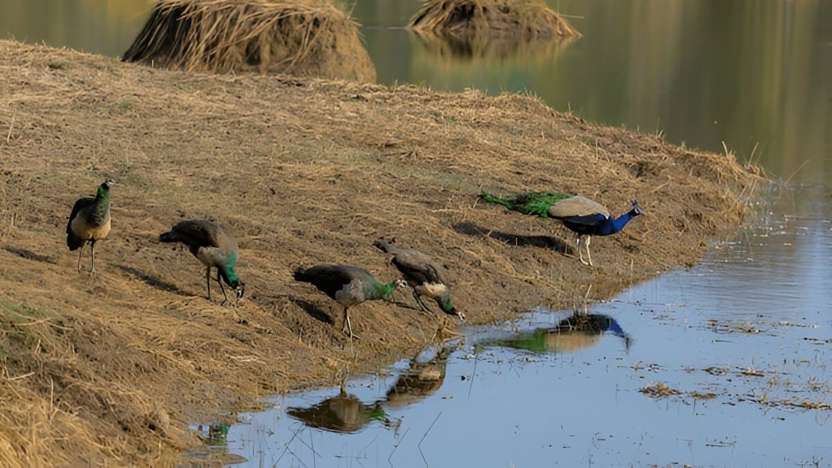 Maharashtra