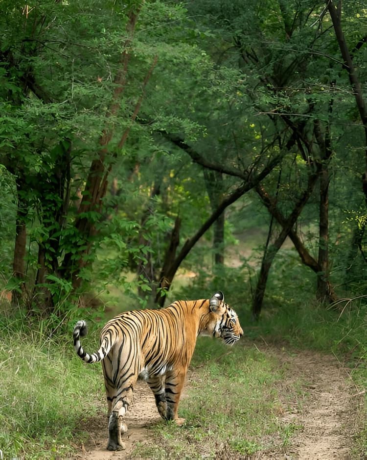 Rajasthan