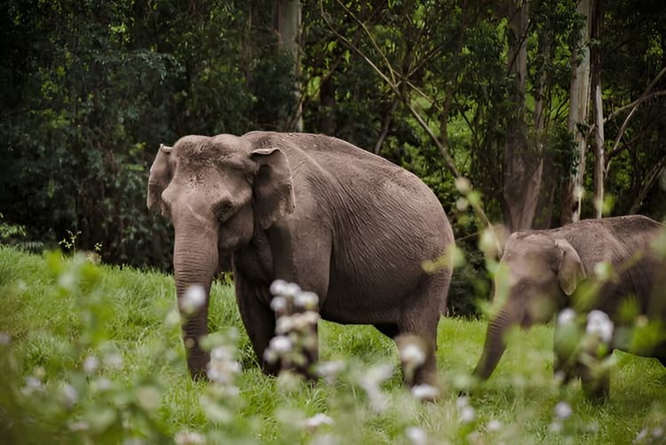 Wild Trails of Kerala