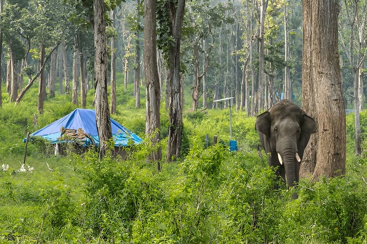 Mysore & Coorg