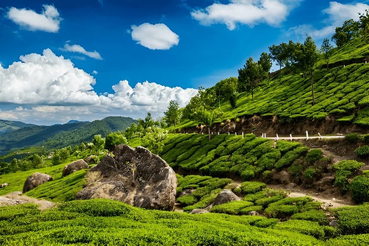 Short Trip to Munnar 