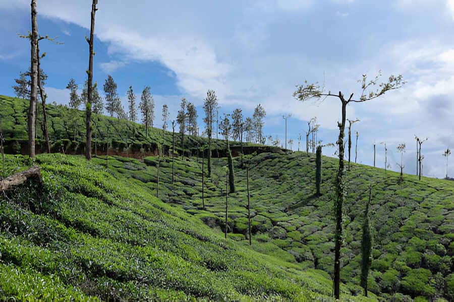 Romantic Coorg Honeymoon Tour: Nature&#8217;s Bounty