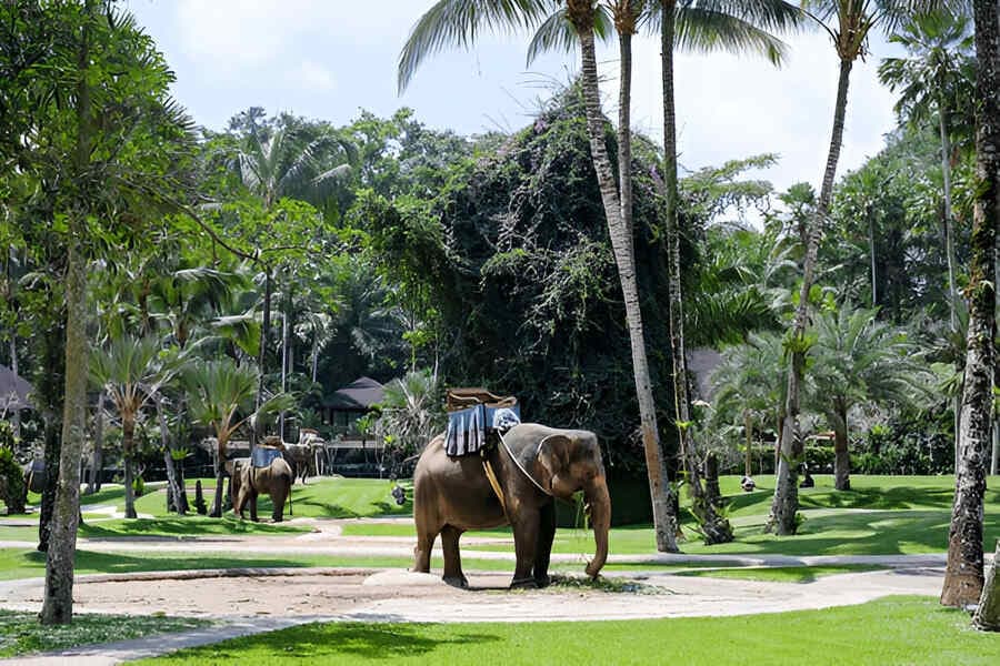 Bali Safari Park