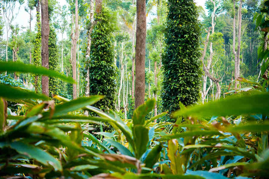 Spice Plantation, Goa