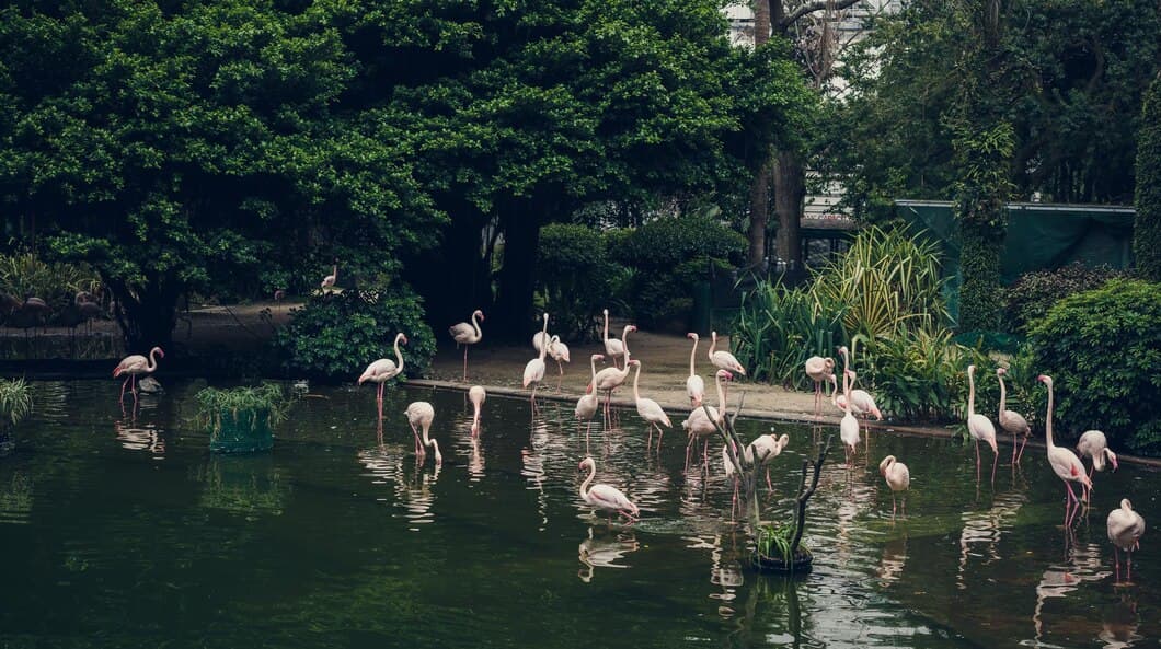 Pitti Bird Sanctuary