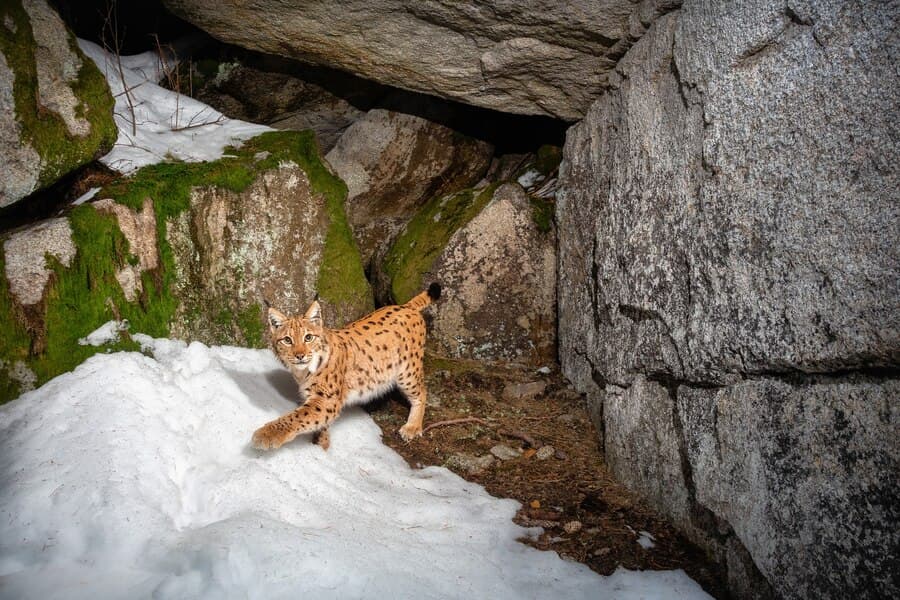 Manali Wildlife Sanctuary
