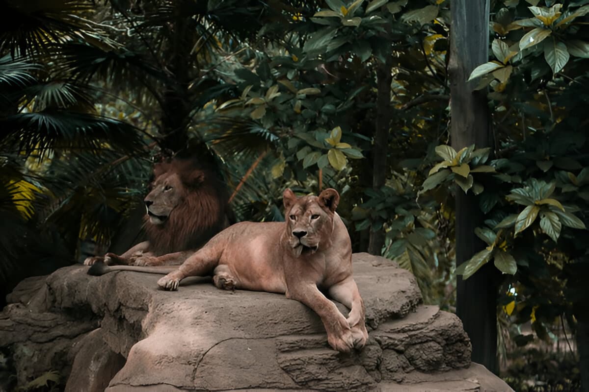 Bali Zoo