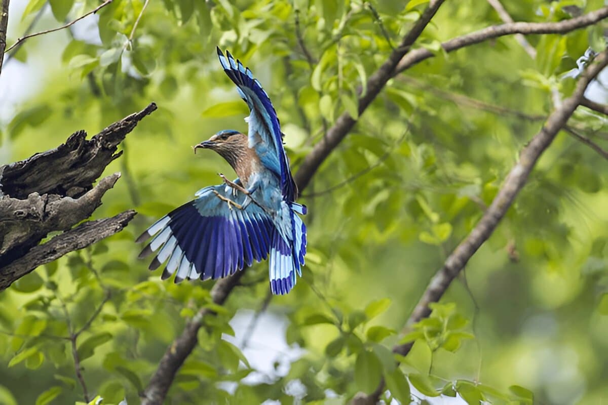 Bardia National Park