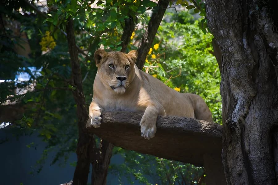 Dehiwala Zoo