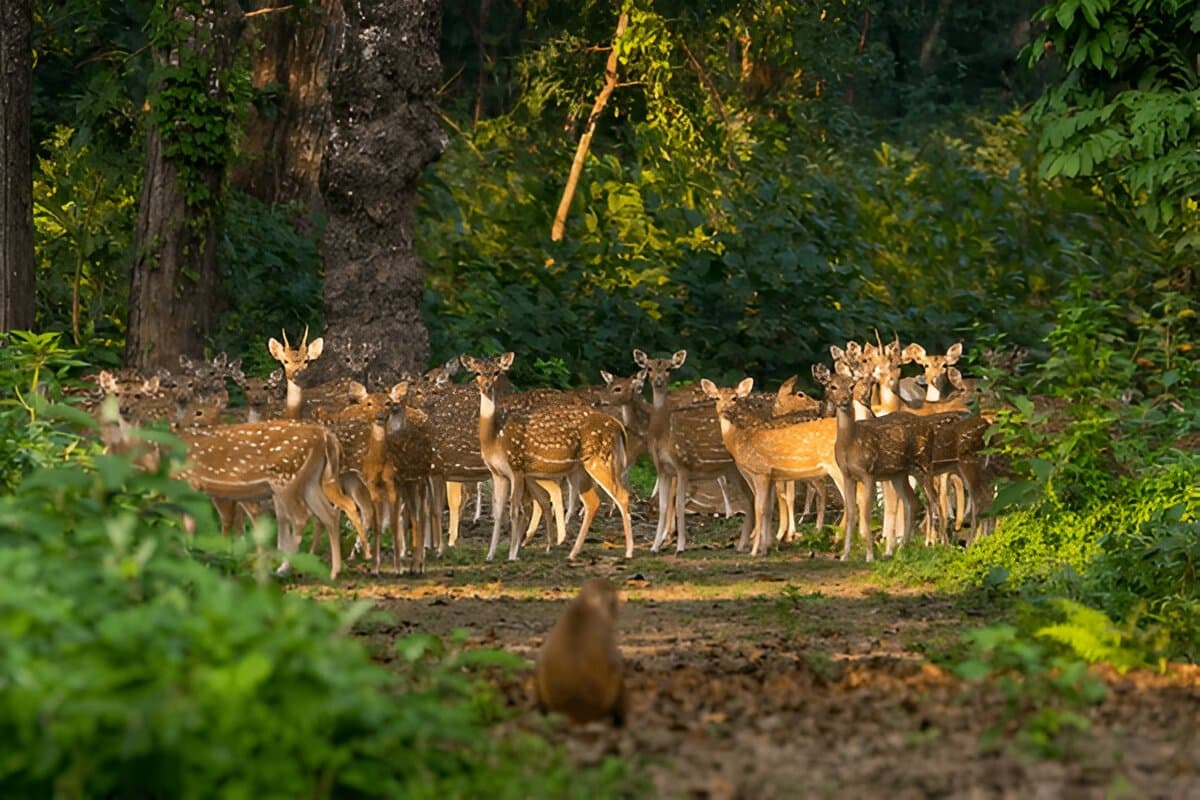 Chitwan National Park