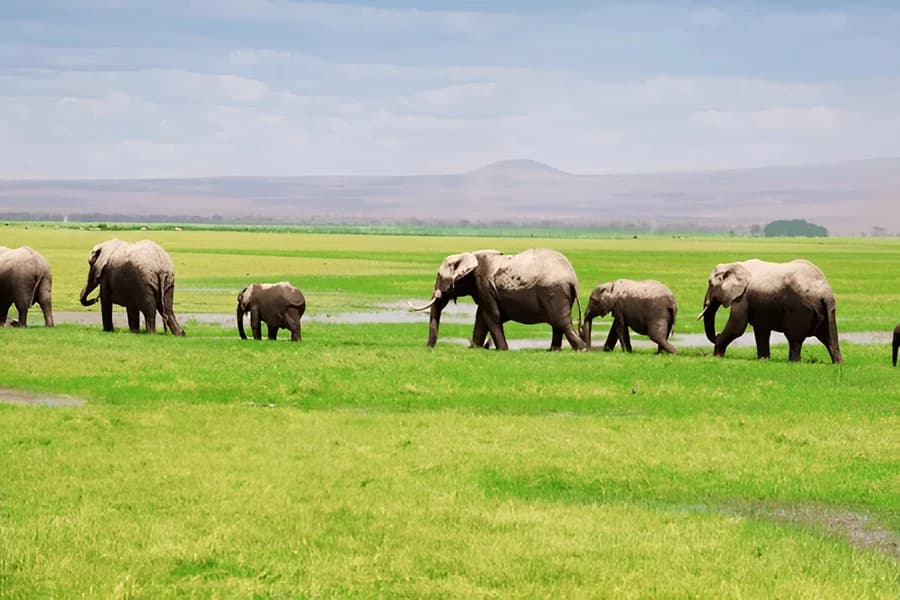 Elephant View Point