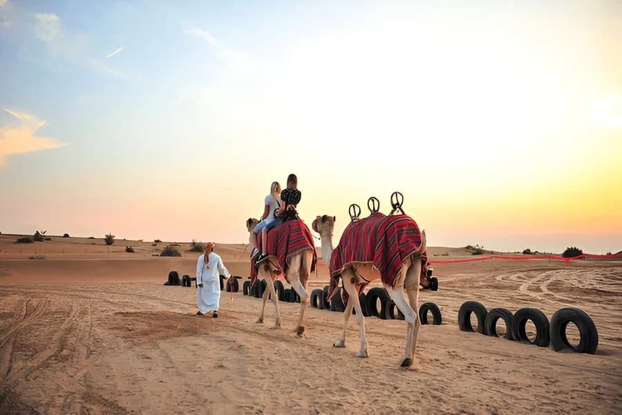 Camel Safari