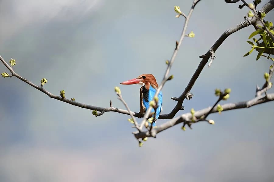 Birdwatching
