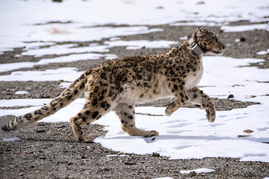 Hemis National Park