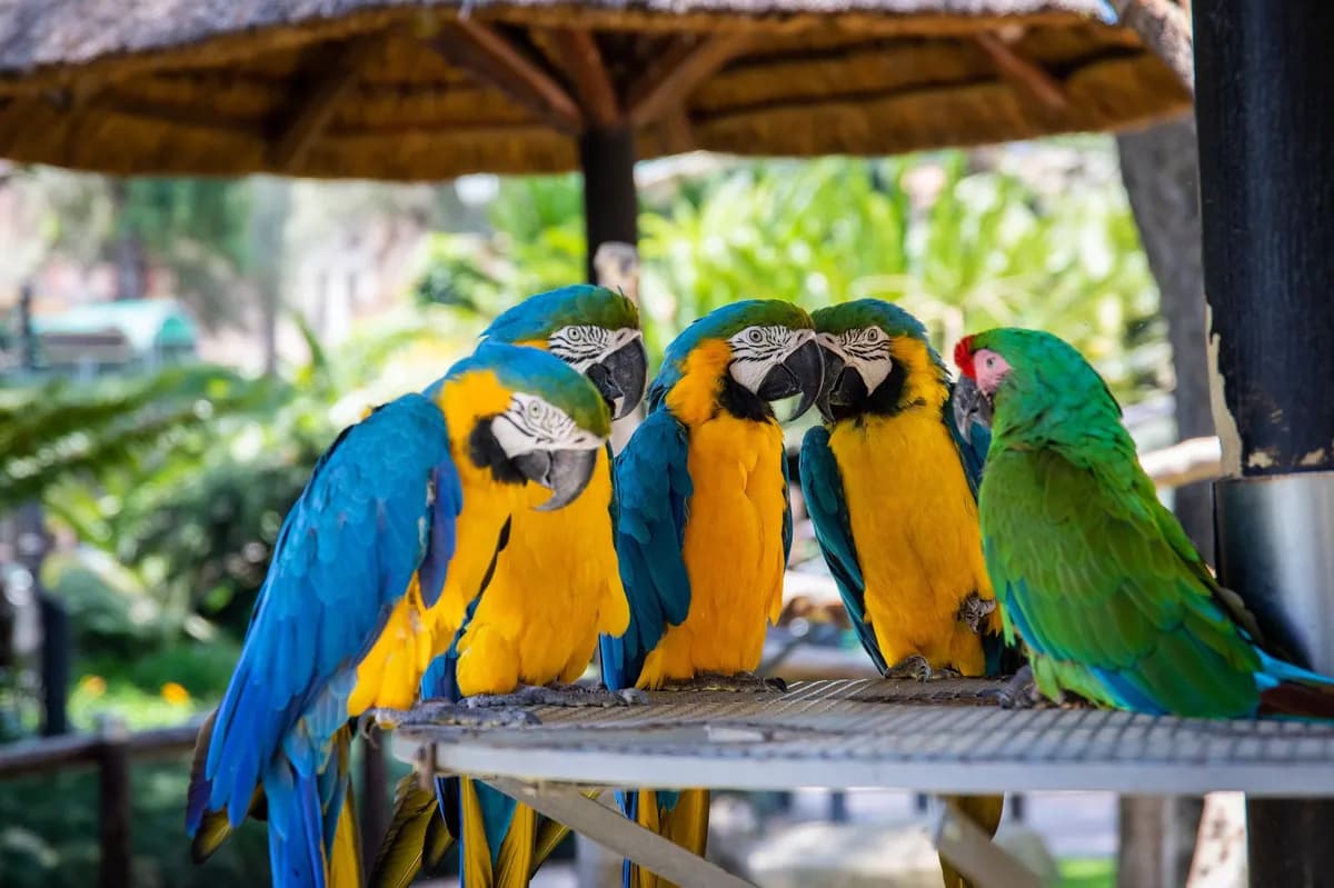 Parrot Island, Andaman