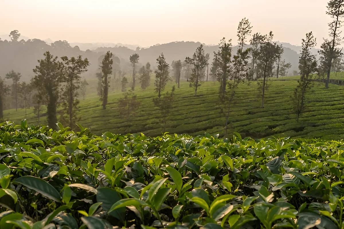 Coorg